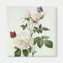 Rosa: Bengale the Hymenes Fridge Magnet