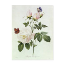 Rosa: Bengale the Hymenes Postcards