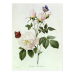 Rosa: Bengale the Hymenes Postcards
