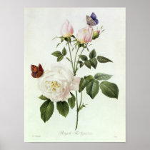 Rosa: Bengale the Hymenes Posters