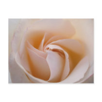 Rosa blanca postales