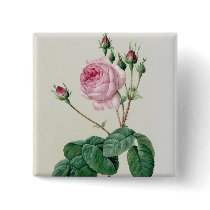 Rosa Centifolia Bullata Button