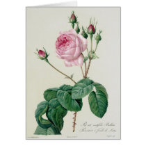 Rosa Centifolia Bullata Cards