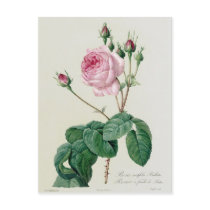 Rosa Centifolia Bullata Post Card