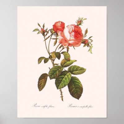 Rosa Centifolia Foliacea 16 X 20 Posters by botanicalblooms
