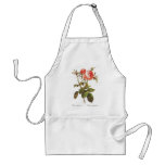 Rosa Centifolia Foliacea Apron