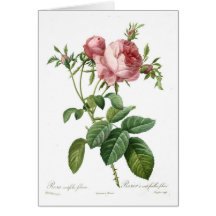 Rosa centifolia foliacea card