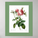 Rosa centifolia foliacea,Custom border posters