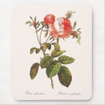 Rosa Centifolia Foliacea mousepads