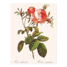 Rosa Centifolia Foliacea Post Card