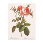 Rosa Centifolia Foliacea Post Card