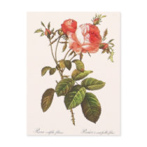 Rosa Centifolia Foliacea Post Card