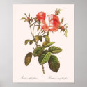 Rosa Centifolia Foliacea posters