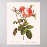 Rosa Centifolia Foliacea posters