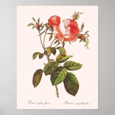Rosa Centifolia Foliacea Poster by botanicalblooms