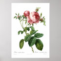 Rosa centifolia foliacea posters