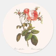 Rosa Centifolia Foliacea Round Stickers
