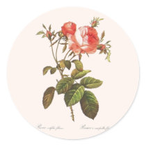 Rosa Centifolia Foliacea Round Stickers