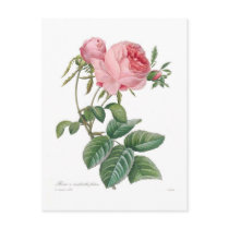 Rosa centifolia post card