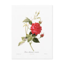 Rosa chinensis cruenta post cards