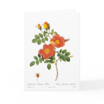 Rosa foetida bicolor card