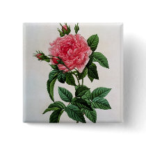 Rosa Gallica Regallis Pins