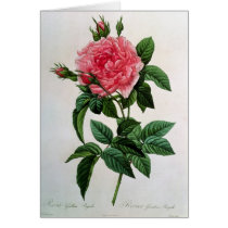 Rosa Gallica Regallis Greeting Cards
