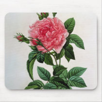 Rosa Gallica Regallis Mousepads