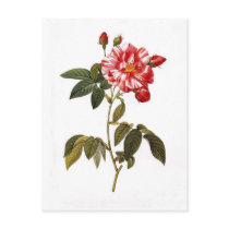 Rosa gallica versicolor postcards