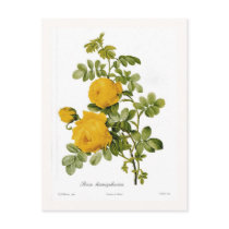 Rosa hemispherica postcard