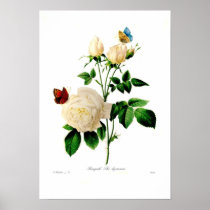 Rosa indica posters
