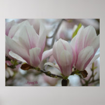 "rosa Magnolien" by mysteryella Plakate