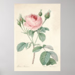 Rosa Muscosa Poster