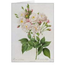 Rosa Noisettiana, from'Les Roses' Cards