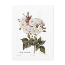 Rosa noisettiana postcard