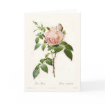 Rosa odorata greeting card