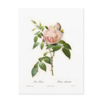 Rosa odorata post card