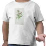 Rosa Pomponia, from 'Les Roses' Tshirts