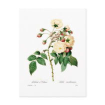 Rosa semperflorens;Adelaide d'Orleans Postcard