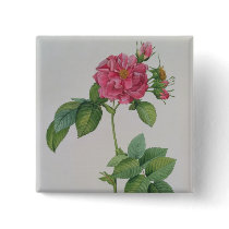 Rosa Turbinata, from ,Les Roses', Vol 1, 1817 Pinback Buttons