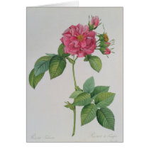 Rosa Turbinata, from ,Les Roses', Vol 1, 1817 Greeting Card