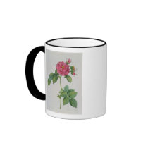 Rosa Turbinata, from ,Les Roses', Vol 1, 1817 Mug