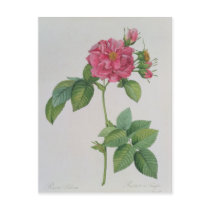Rosa Turbinata, from ,Les Roses', Vol 1, 1817 Postcard