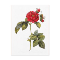 Rosa turbinata postcard