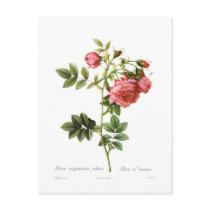 Rosa virginiana plena post card