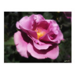 Rosas Moradas 3 Postcard