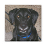 Roscoe Magnet