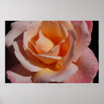 Rose01 posters