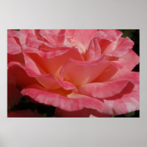 Rose02 posters