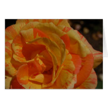 Rose19 cards